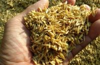 Việt nam chế tạo áo giáp sơn nano bằng vỏ trấu