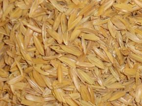 Vỏ trấu nguyên liệu thu từ quá trình xay xát lúa